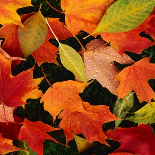 colourful-fall-leaves-autumn1-micwf3b53hyi5wyuec1xxnnuds6mk8a90l1fa31e2w